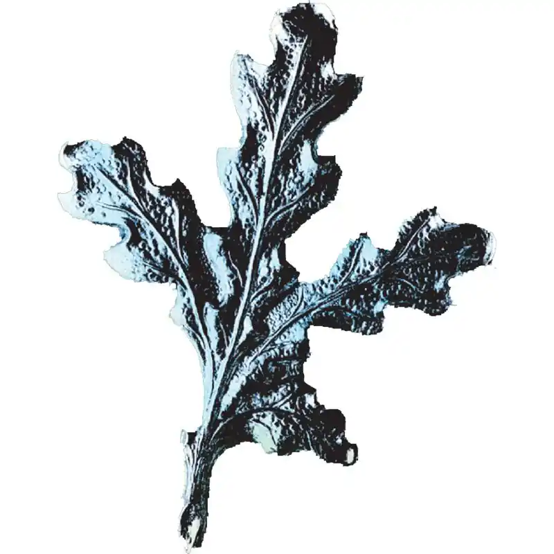 Eurohunt Eichenlaub für Keilerwaffen (4er Pack), Silber Preisknaller