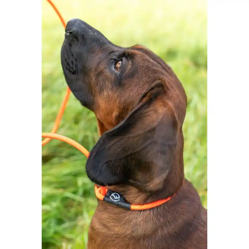 Bestseller Farm-Land Hundeleine Lautlos Orange