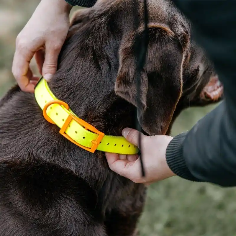 HP&G Hundehalsband 19 mm Top-Preis