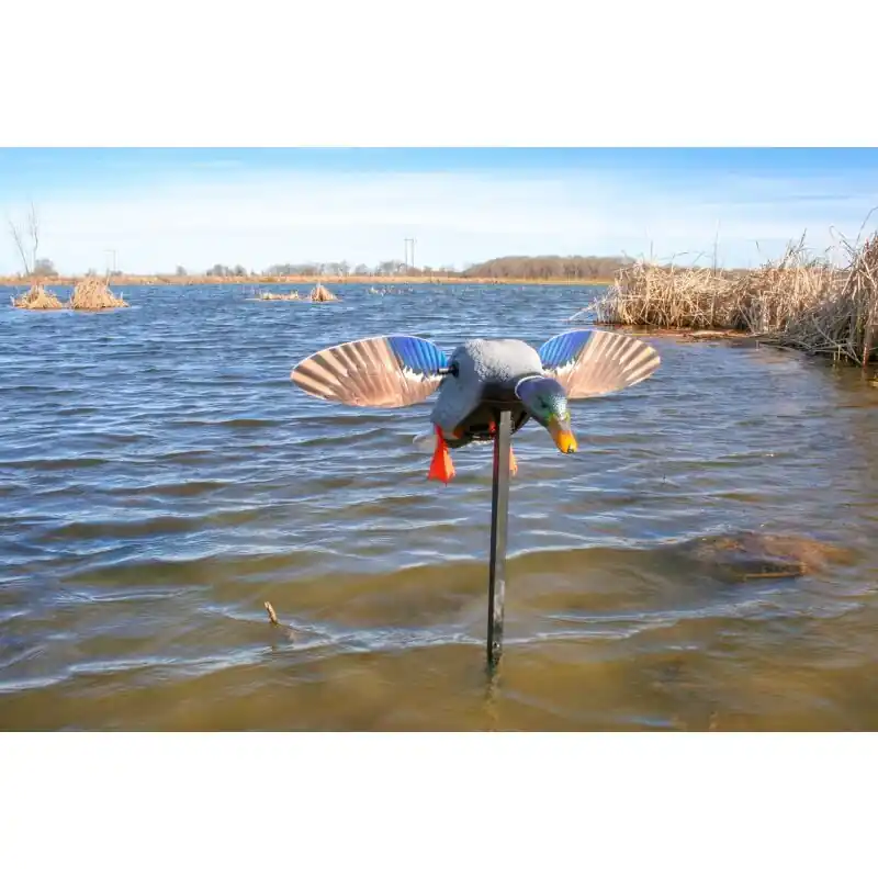 MOJO Elite Series™ Mini Mallard Drake Lockente Jetzt Kaufen
