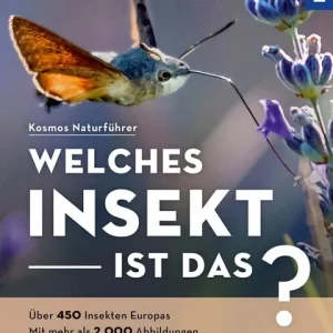 Bestpreis Kosmos Welches Insekt ist das? Bellmann