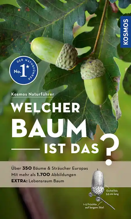 Kosmos Welcher Baum ist das? Spohn Markenware